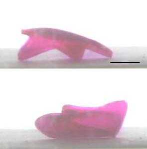 Starfish-shaped gel robot made of EAP that turns over