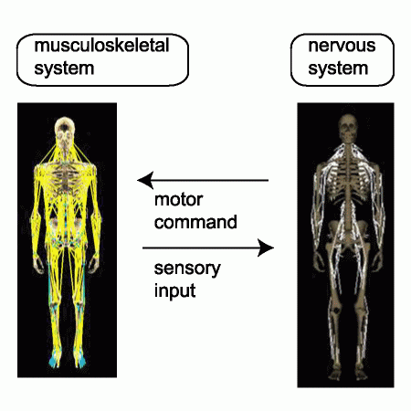 Information flow between the musculoskeletal system and the nervous system of the human body
